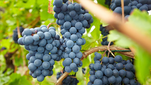 Tìm hiểu giống nho Pinot Noir làm nên rượu vang đỏ lừng danh nước Pháp