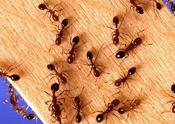 Đặc điểm của loài kiến 