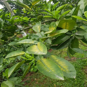 Treating Citrus Greening Disease