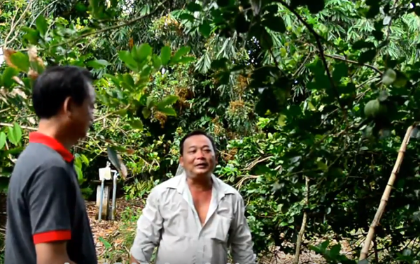 Goldtech fertilizer applied for Pomelo in Ben Tre