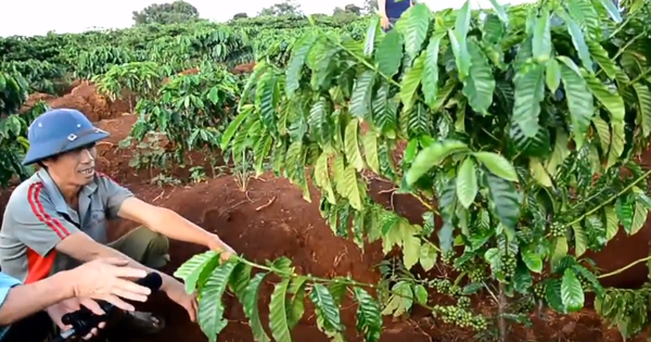 Goldtech fertilizer applied for Coffee trees in Dak Lak