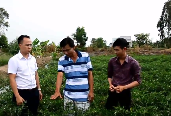 Goldtech fertilizer helps Chilli pepper plants to suffer salinity in Kien Giang