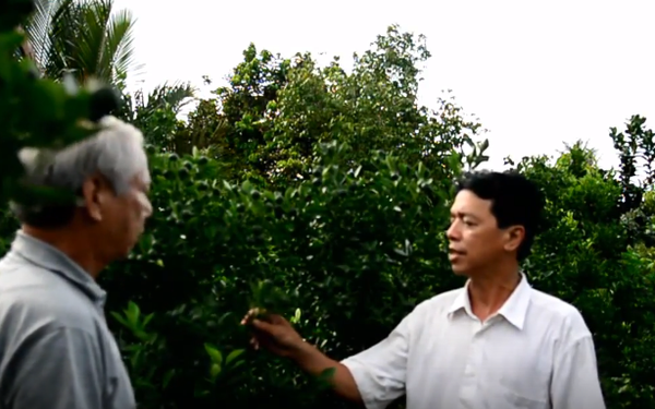 Goldtech fertilizer applied for Kumquat in Ben Tre