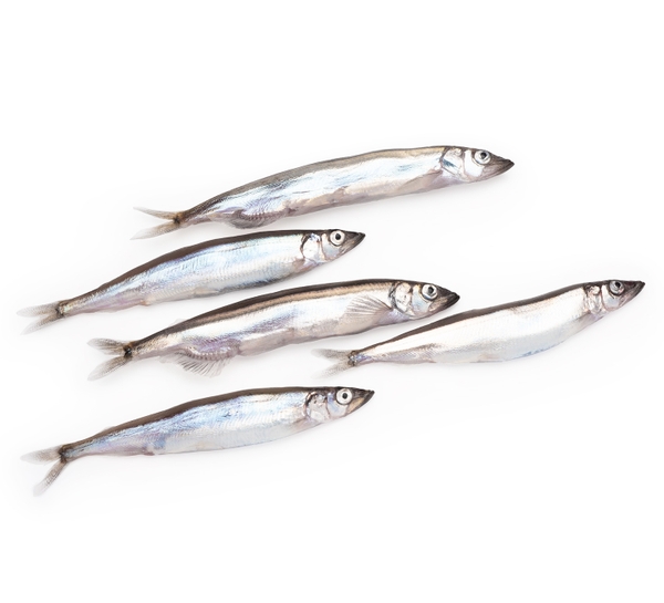 Norwegian Frozen Capelin 200g Tray