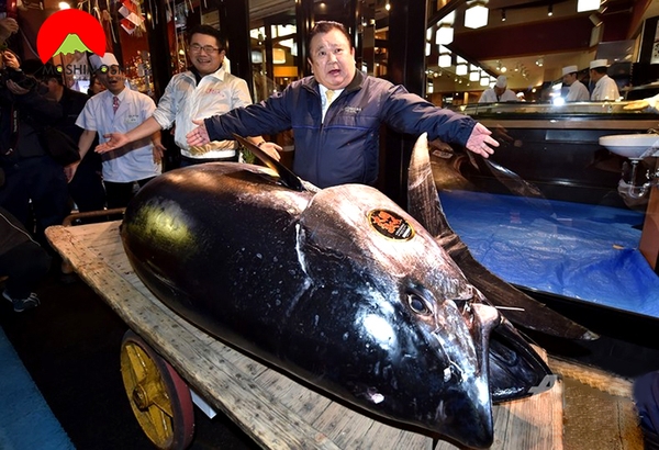 Cá ngừ hơn 3 triệu USD lập kỷ lục phiên đấu giá năm mới ở Nhật.