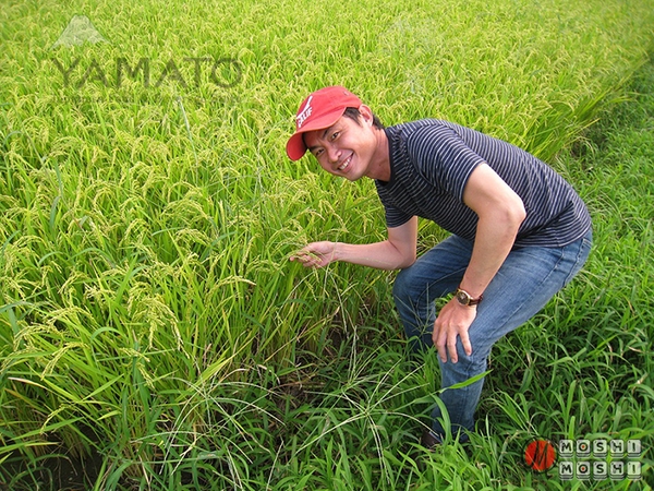 Gạo Nhật trồng trên đất Việt Nam - Trồng lúa khỏe re