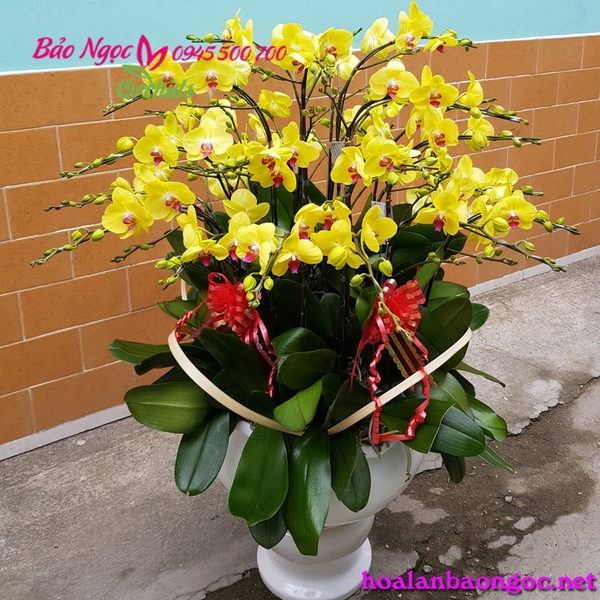Mẫu chậu lan hồ điệp Tết 2019 tại Nha Trang Khánh Hòa