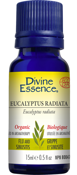 TINH DẦU KHUYNH DIỆP (BẠCH ĐÀN) HỮU CƠ EUCALYPTUS  DIVINE ESSENCE