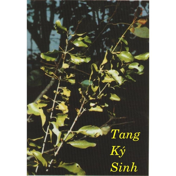 tang-ky-sinh