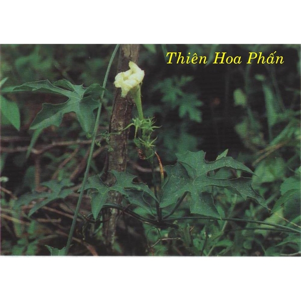thien-hoa-phan