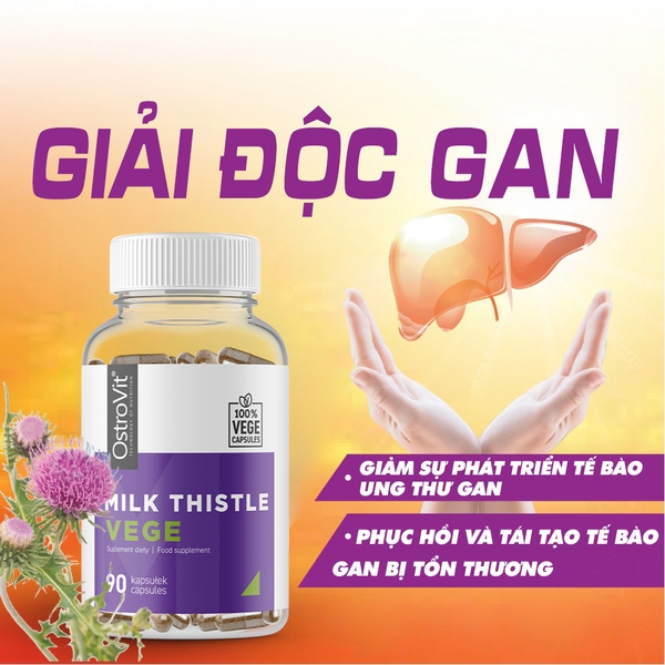 MILK THISLTE, SẢN PHẨM CẦN THIẾT CHO GAN MILK THISLTE, SẢN PHẨM CẦN THIẾT CHO GAN