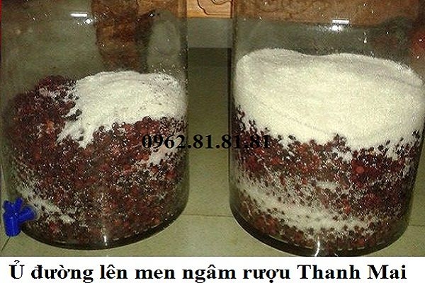 Rượu Thanh Mai-Cách Ngâm Và Công Dụng Của Rượu Thanh Mai