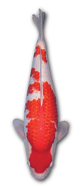 Cá Koi Ginrin Kohaku