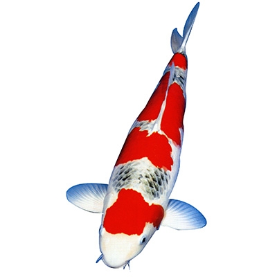 Cá Koi Ghoshiki