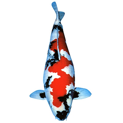 Cá Koi Showa Sanshoku