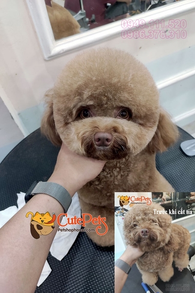 Spa2 cắt tỉa chó poodle