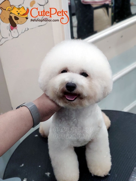 Spa2 cắt tỉa chó poodle