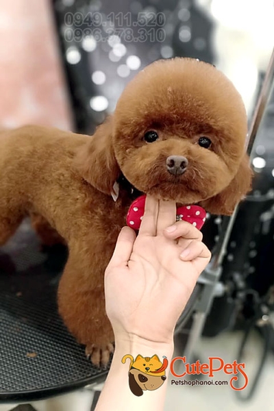 Spa2 cắt tỉa chó poodle