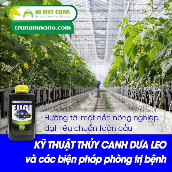 Kỹ thuật trồng thủy canh dưa leo gấp đôi sản lượng và các biện pháp phòng trị bệnh