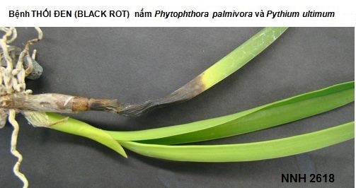 Bệnh thối đen (Black Rot) trên cây phong lan (do nấm Pythium và Phytophthora)