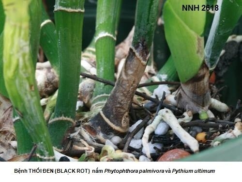 Bệnh thối đen (Black Rot) trên cây phong lan (do nấm Pythium và Phytophthora)