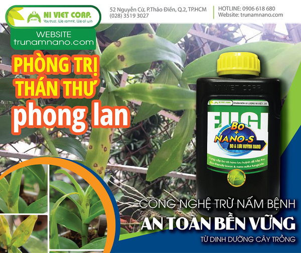 phong-tri-than-thu-phong-lan