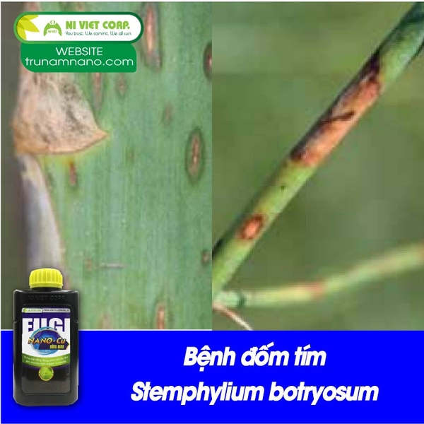 Bệnh đốm tím Stemphylium botryosum trên măng tây