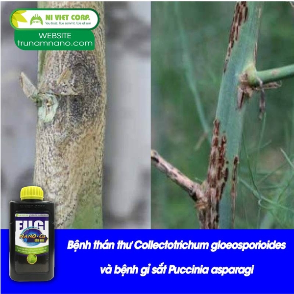 Bệnh thán thư Collectotrichum gloeosporioides và bệnh gỉ sắt Puccinia asparagi trên măng tây