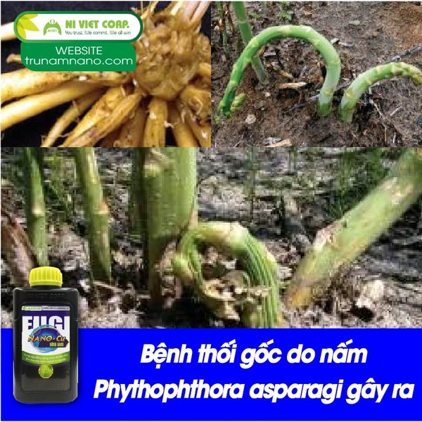 Bệnh thối gốc do nấm Phythophthora asparagi gây ra trên măng tây