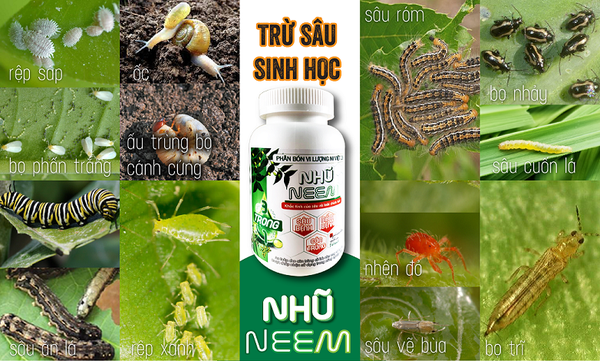 thuoc-tru-sau-an-tap-hai-ot