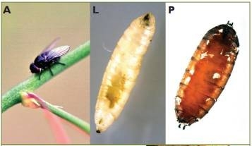 Dòi đục thân Ophiomyia simplex Loew hại măng tây