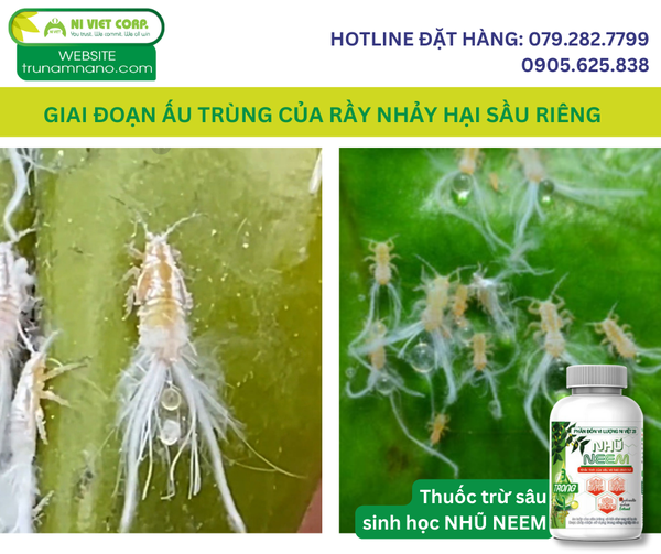 giai-doan-au-trung-cua-ray-nhay-hai-sau-rieng