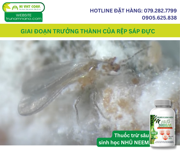 giai-doan-truong-thanh-cua-rep-sap-duc-hai-sau-rieng