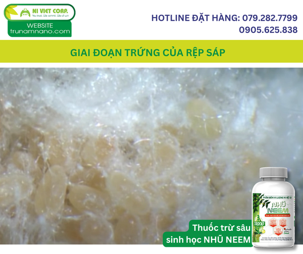 giai-doan-trung-cua-rep-sap-hai-sau-rieng