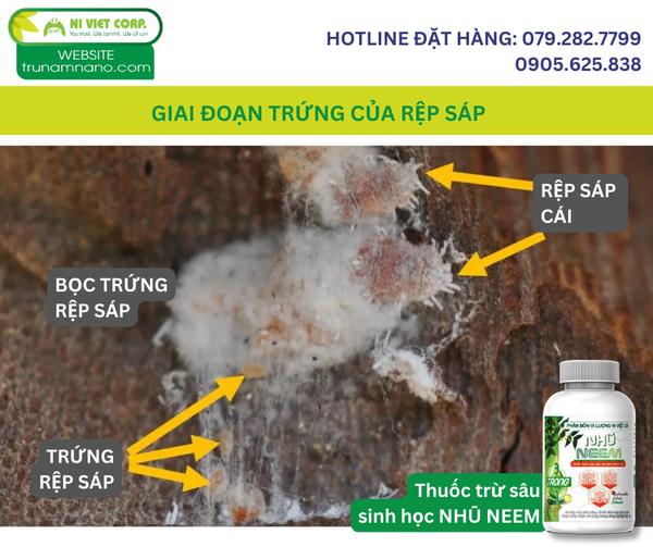 giai-doan-trung-cua-rep-sap-hai-sau-rieng