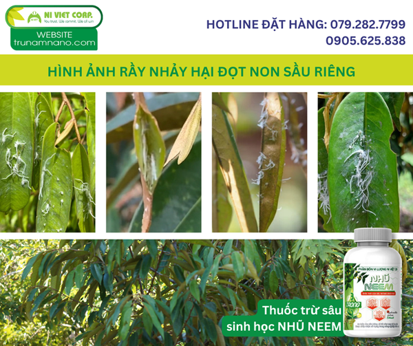 hinh-anh-ray-nhay-hai-dot-sau-rieng