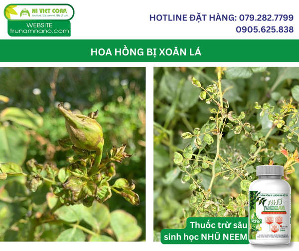 la-hoa-hong-bi-xoan