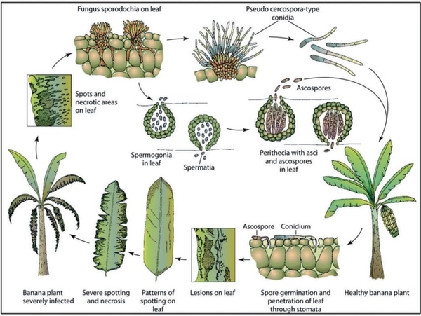 nam-benh-dom-la-tren-cay-chuoi-Pseudocercospora-fijiensis-sigatoka-den