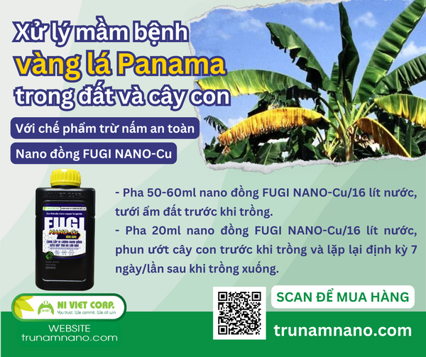 xu-ly-mam-benh-heo-ru-vang-la-panama-hai-chuoi