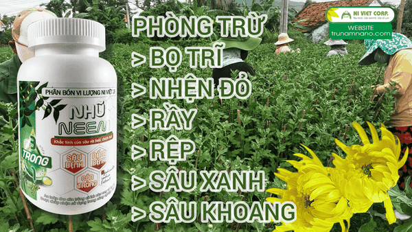 phong-tru-bo-tri-nhen-do-ray-rep-sau-xanh-sau-khoang-hai-hoa-cuc