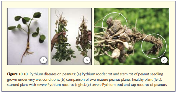 nam-benh-pythium