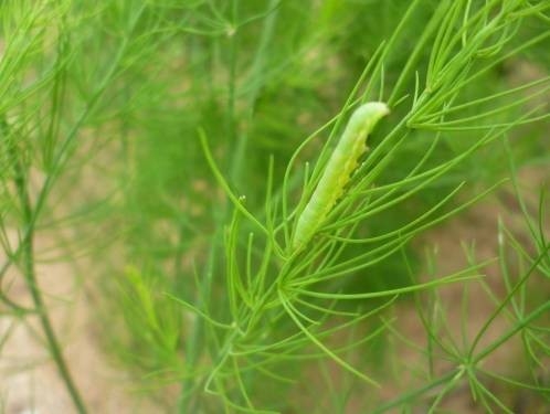 Sâu xanh da láng Spodoptera exigua hại măng tây