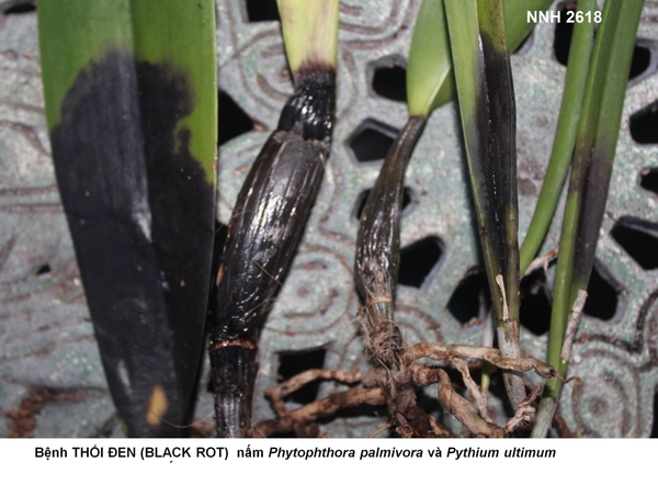 Bệnh thối đen (Black Rot) trên cây phong lan (do nấm Pythium và Phytophthora)