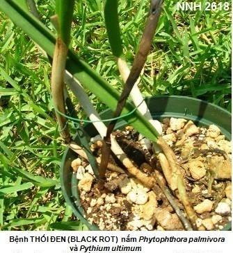 Bệnh thối đen (Black Rot) trên cây phong lan (do nấm Pythium và Phytophthora)