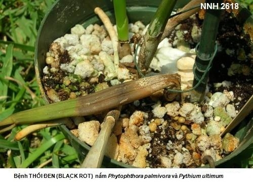 Bệnh thối đen (Black Rot) trên cây phong lan (do nấm Pythium và Phytophthora)