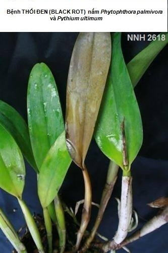 Bệnh thối đen (Black Rot) trên cây phong lan (do nấm Pythium và Phytophthora)