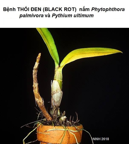 Bệnh thối đen (Black Rot) trên cây phong lan (do nấm Pythium và Phytophthora)