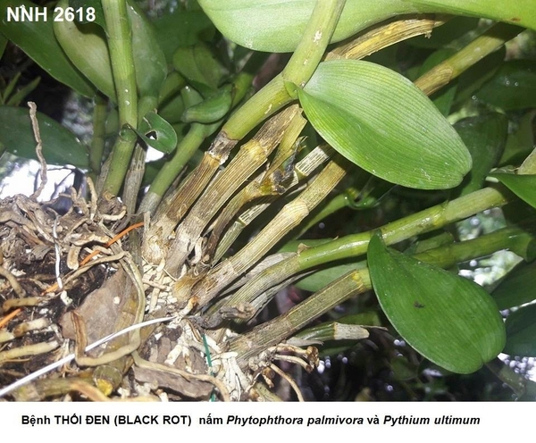 Bệnh thối đen (Black Rot) trên cây phong lan (do nấm Pythium và Phytophthora)