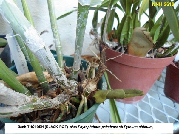 Bệnh thối đen (Black Rot) trên cây phong lan (do nấm Pythium và Phytophthora)