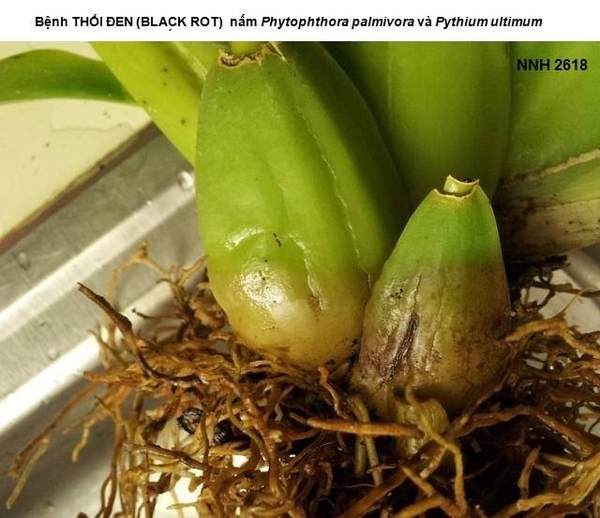 Bệnh thối đen (Black Rot) trên cây phong lan (do nấm Pythium và Phytophthora)